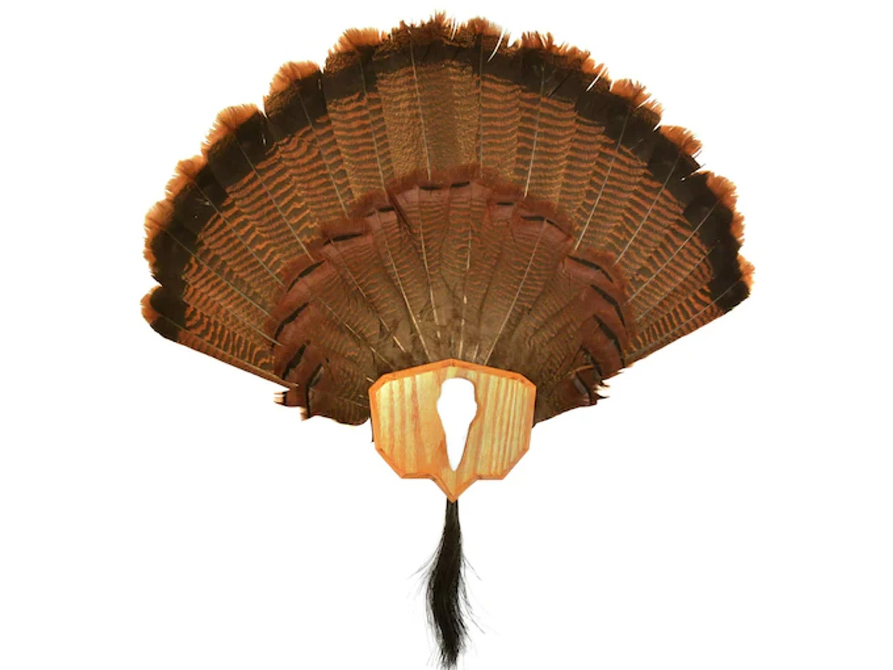 Promo π Hunter Specialties Hunter's Specialties Strut Single Fan Turkey Mounting Plaque π₯° 4 Promo π Hunter Specialties Hunter's Specialties Strut Single Fan Turkey Mounting Plaque π₯° - Image 2