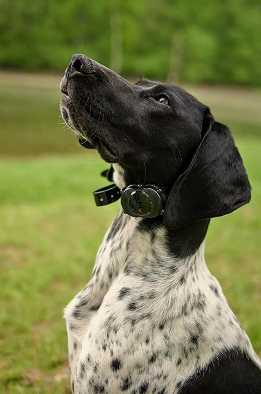 Best reviews of ๐ฏ D. T. Systems D.T. Systems IDT-Plus Micro ๐ฆฎ Dog Trainer โญ 4 Best reviews of ๐ฏ D. T. Systems D.T. Systems IDT-Plus Micro ๐ฆฎ Dog Trainer โญ - Image 2
