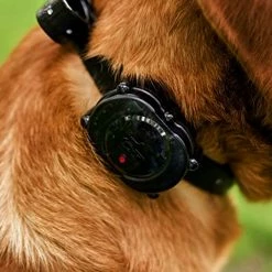 Best reviews of ๐ฏ D. T. Systems D.T. Systems IDT-Plus Micro ๐ฆฎ Dog Trainer โญ 10 Best reviews of ๐ฏ D. T. Systems D.T. Systems IDT-Plus Micro ๐ฆฎ Dog Trainer โญ -Sitka SHOP idt 3 45343.1656511321