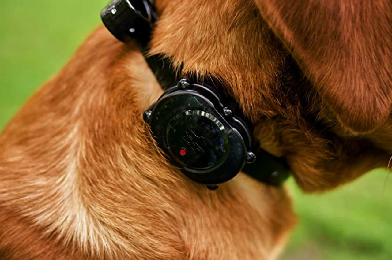 Best reviews of ๐ฏ D. T. Systems D.T. Systems IDT-Plus Micro ๐ฆฎ Dog Trainer โญ 5 Best reviews of ๐ฏ D. T. Systems D.T. Systems IDT-Plus Micro ๐ฆฎ Dog Trainer โญ - Image 3